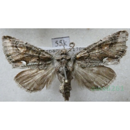 Allophyes alfaroi Agenjo, 1951 Spain55k